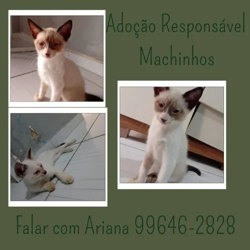 Gatinhos para adoção 