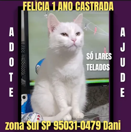 Gatos pra doação