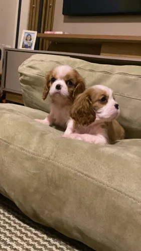 Cavalier todas fotos reais pedigree cbkc 