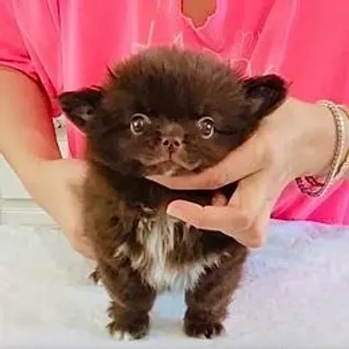Chihuahua,Chihuahua Filhote Pequeno, Vacinado e Vermifugado com Todo Cuidado
