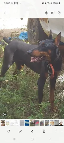 Doberman lindo e saudável - Aceito ofertas