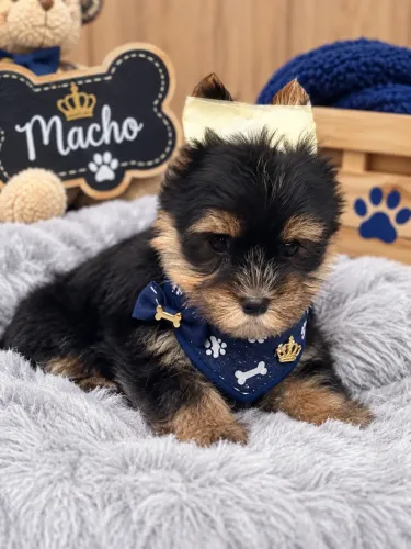 Seu lindo melhor amigo em 4 patas! Yorkshire mini macho