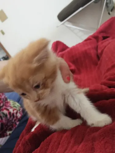 Vendo filhote de gato persa com angora