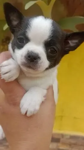 Chihuahua pelo curto filhotes 