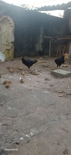 Galinha preta 