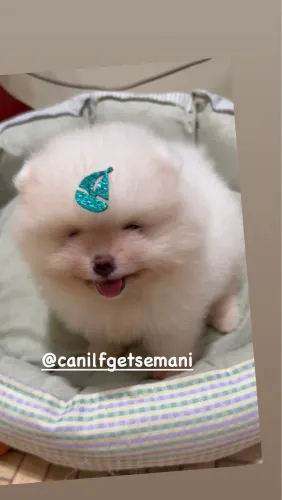 Lulu(Spitz alemão ANÃO) DISPONÍVEL 