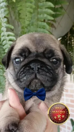 PUG COM ÓTIMA LINHAGEM 