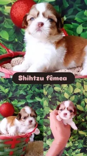 Shihtzu alto padrão 