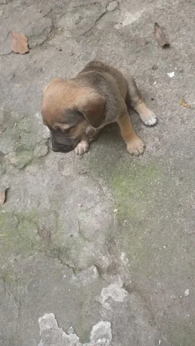 Doação de filhote raça srd