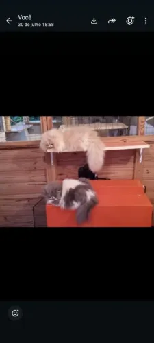Gatos persas adolescentes.