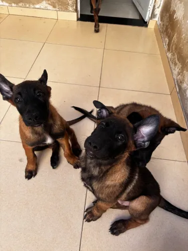 Filhote Pastor Belga Malinois