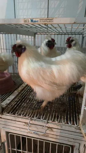 Sedosa do Japão 