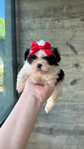Fêmea filhote Shih Tzu