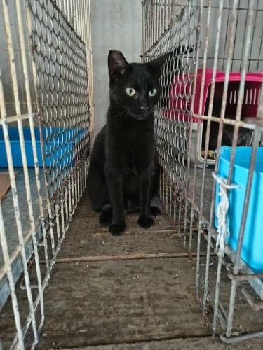 Gatinha Negra, 2 anos, castrada, amável
