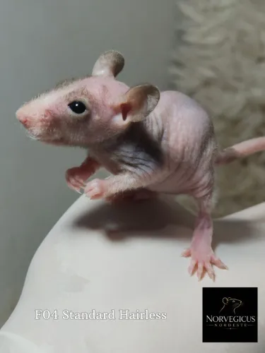 Vende-se Ratos Twister