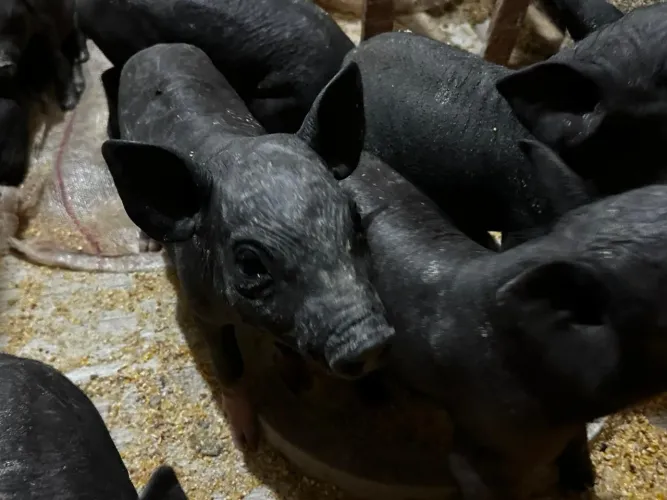 Leitões Caruncho