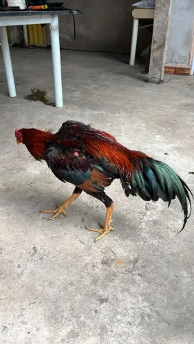 Galinha índia