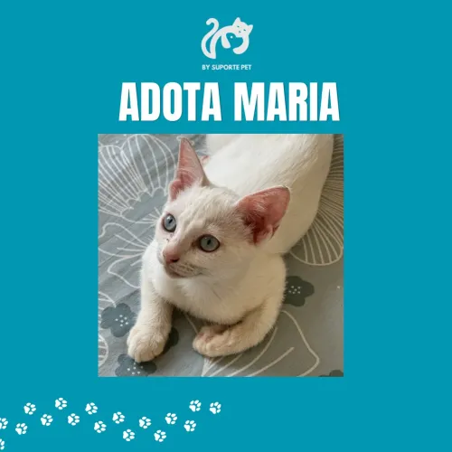 Doação de gato