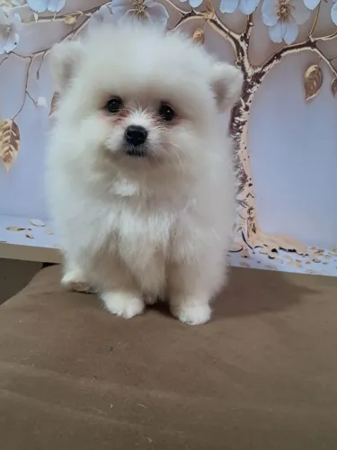 Lulu da Pomerânia anão , machinhos ! Um verdadeiro encanto !!