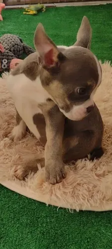 Filhote American Bully - Exotic Bully Fêmea