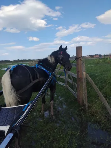 Cavalo mangalarga manso inteiro.