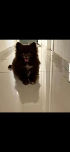 LULU POMERÂNIA MACHO CHOCOLATE - COR RARA - PORTE MICRO - 1 ANO E 6 MESES
