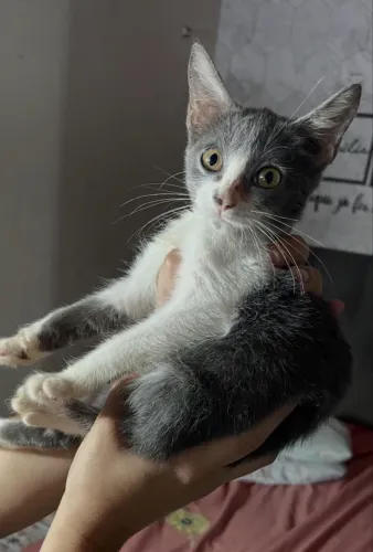 Gatinha fêmea 4 meses 