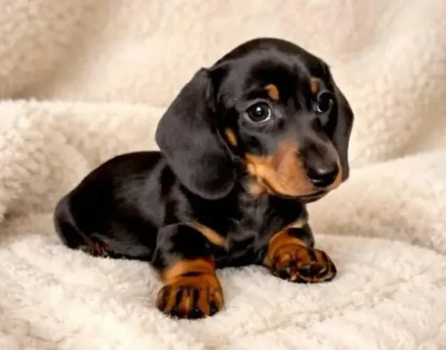 Basset Mini Filhotes Dachshund Pelagem Curta 