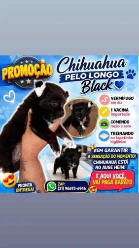 Chiuahua pelo longo