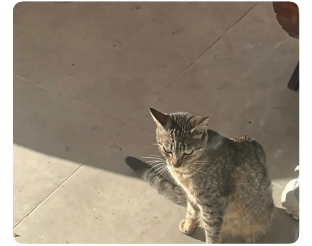 Gatos