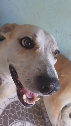Doa-se cachorro vira lata misturado(n sabemos qual a outra raça)