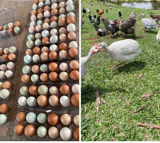Ovos caipiras coloridos Curitiba e região