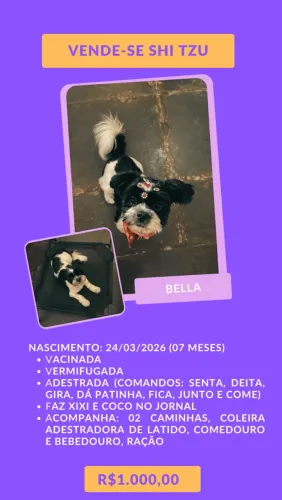 Vende-se Shih Tzu
