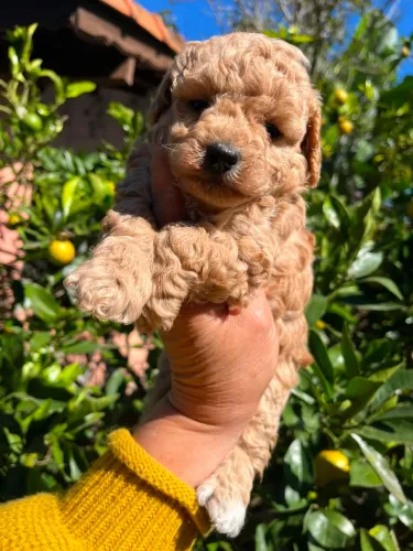Poodle Toy Red ?