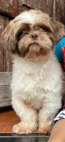 Shihtzu macho 800,00
