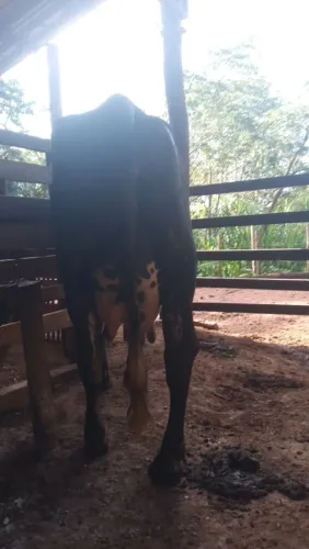 Vendo vaca girolanda 30 l de leite por dia com com bezerro fêmea segunda cria 