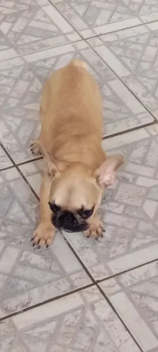 Cachorro