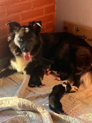 Filhotes border collie 