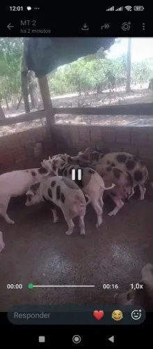 Porcos raça pé de burro