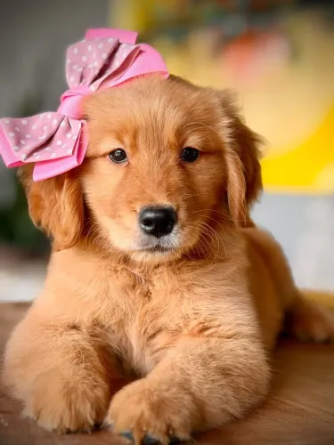 Goldens para Duque de Caxias