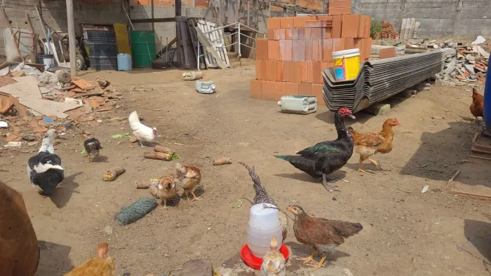 Galinhas e patos avulso ou lote todo