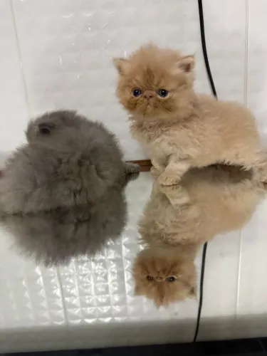 Filhote de gato persa