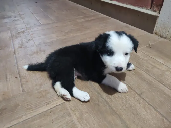 Filhote de border collie o parceiro ideal para toda aventura