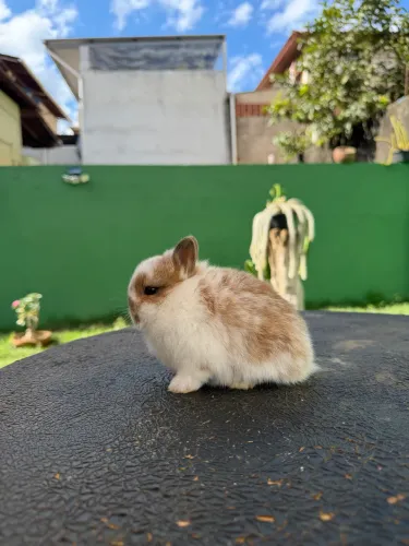 Coelho anão de netherland dwarf