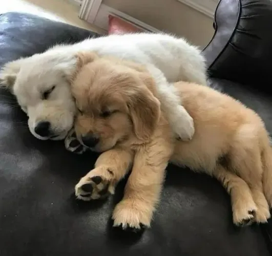 Filhotes de Golden Retriever | Filhotes muito amoráveis.