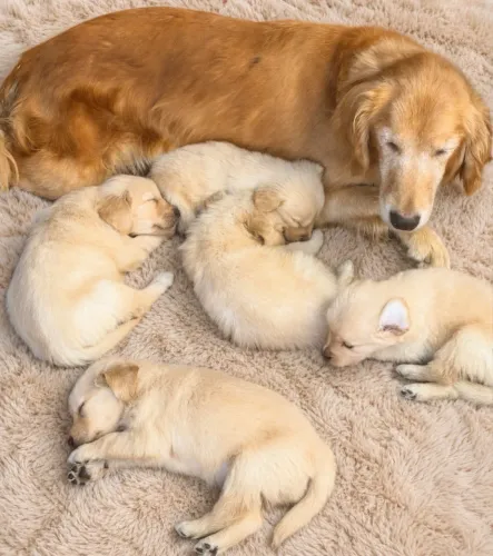 Golden Retriever, pais com pedigree 