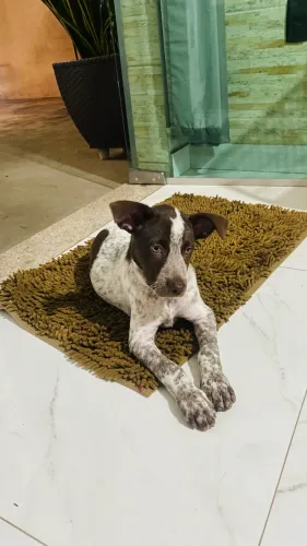 Doa-se uma filhote de cachorro bold collie,raça misturada