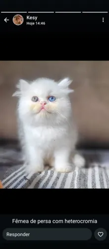 Gatos persas