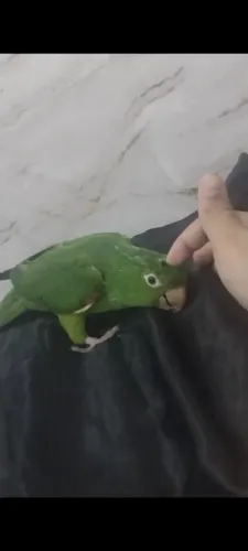 Vendo ou troco motivo não tô tendo tempo pra cuidar