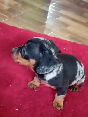 Fêmea Basset salsicha cofap dorkshoud tektel